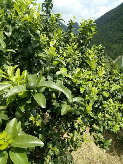 【广西壮族自治区桂林市荔浦市近7天新增破9_广西桂林荔浦疫情最新消息】