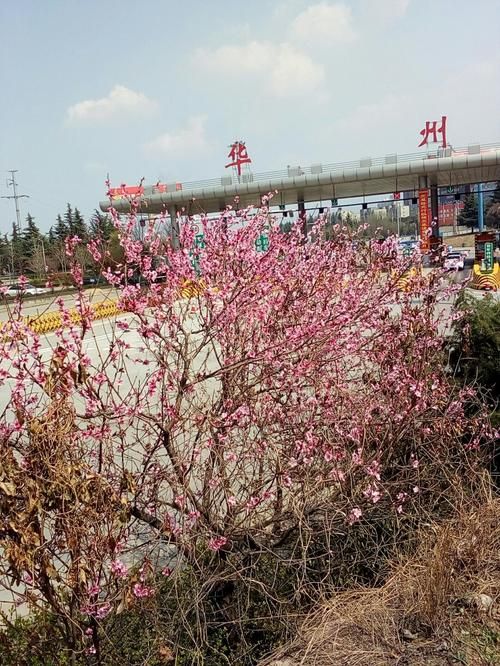 陕西省渭南市华州区今日新增4例本土确诊(陕西省渭南市华县疫情)